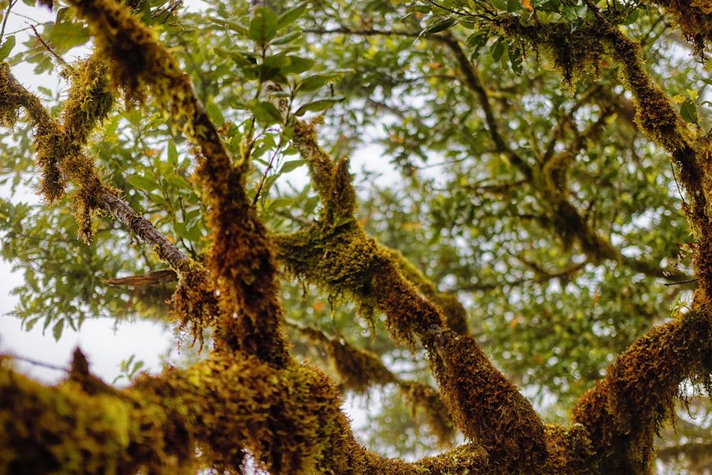 grüner und brauner Baum tagsüber