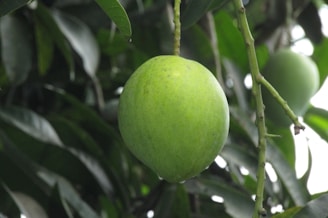Side view of the Alkem mango skin peeling machine.