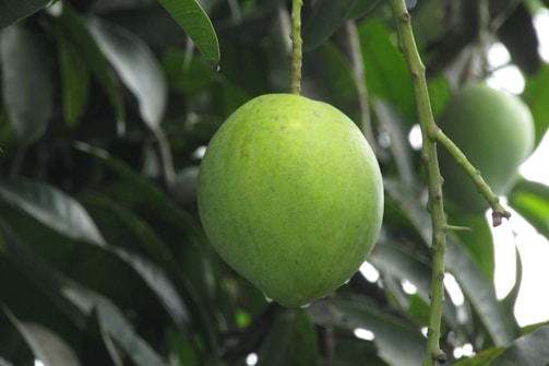 Side view of the Alkem mango skin peeling machine.