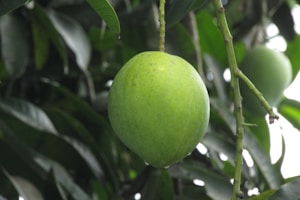 Fresh Ripe Mango
