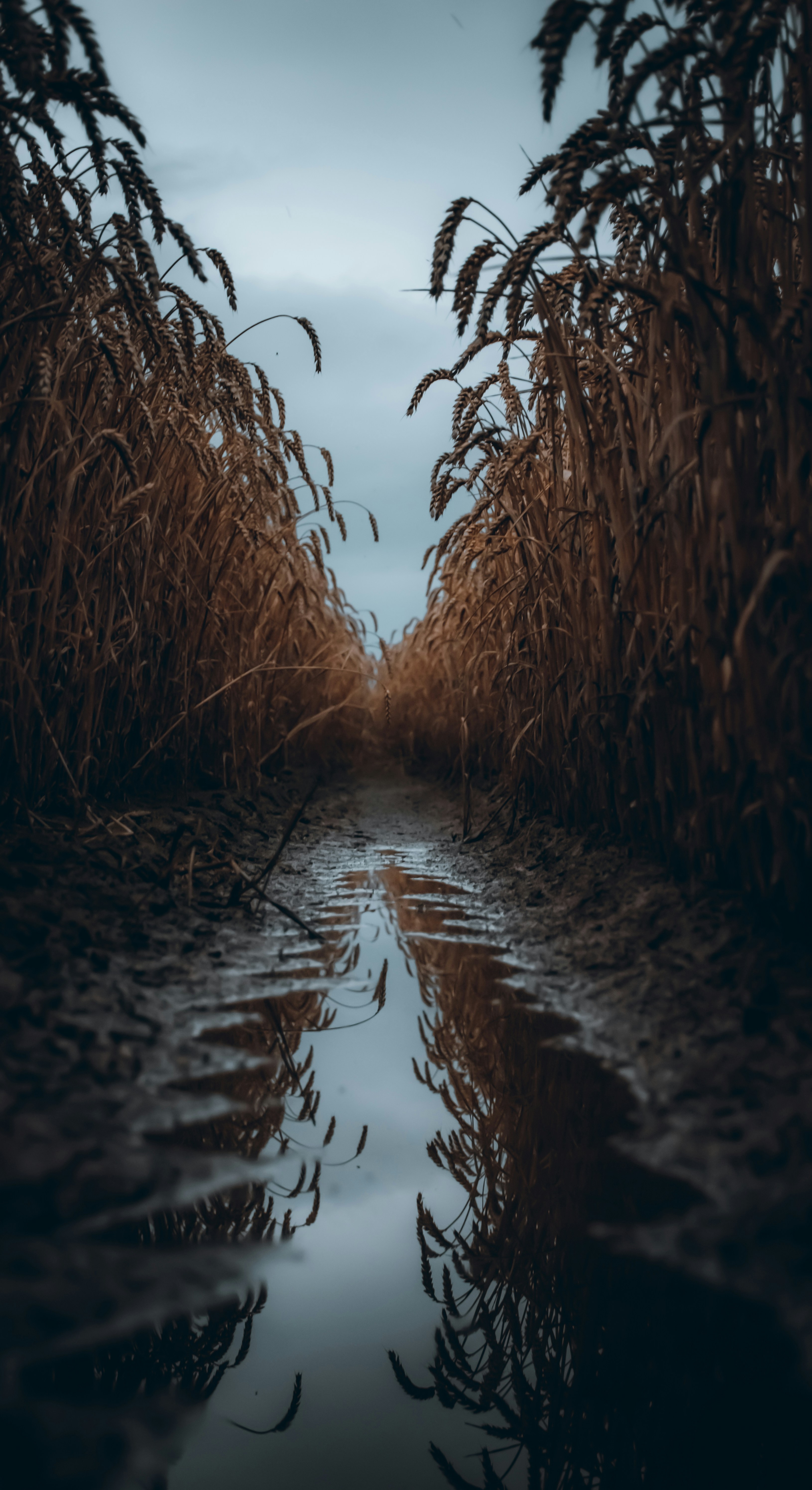 brown dried leaves on water