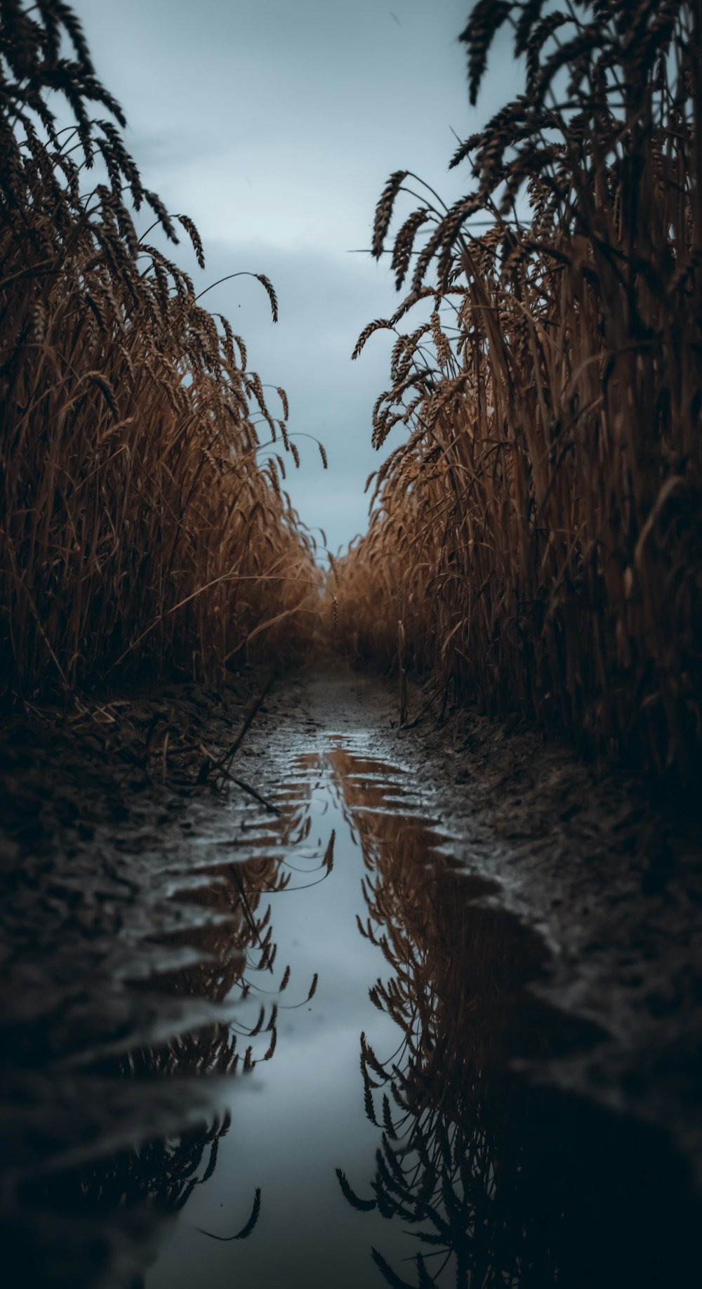 Hojas secas doradas en agua