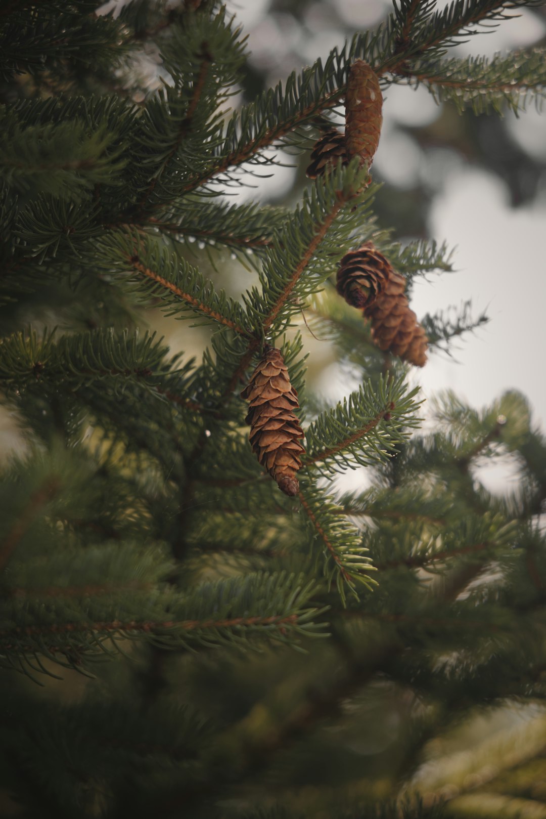 green pine tree with brown leaves