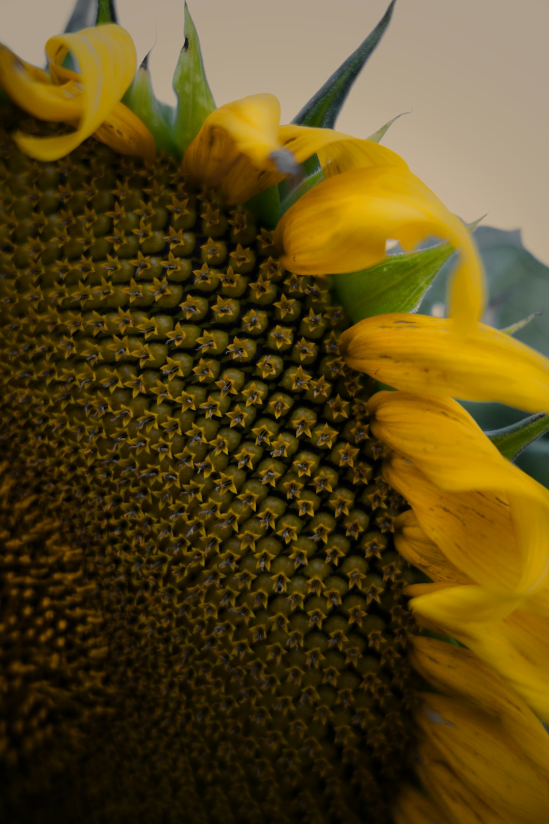 yellow sunflower in close up photography