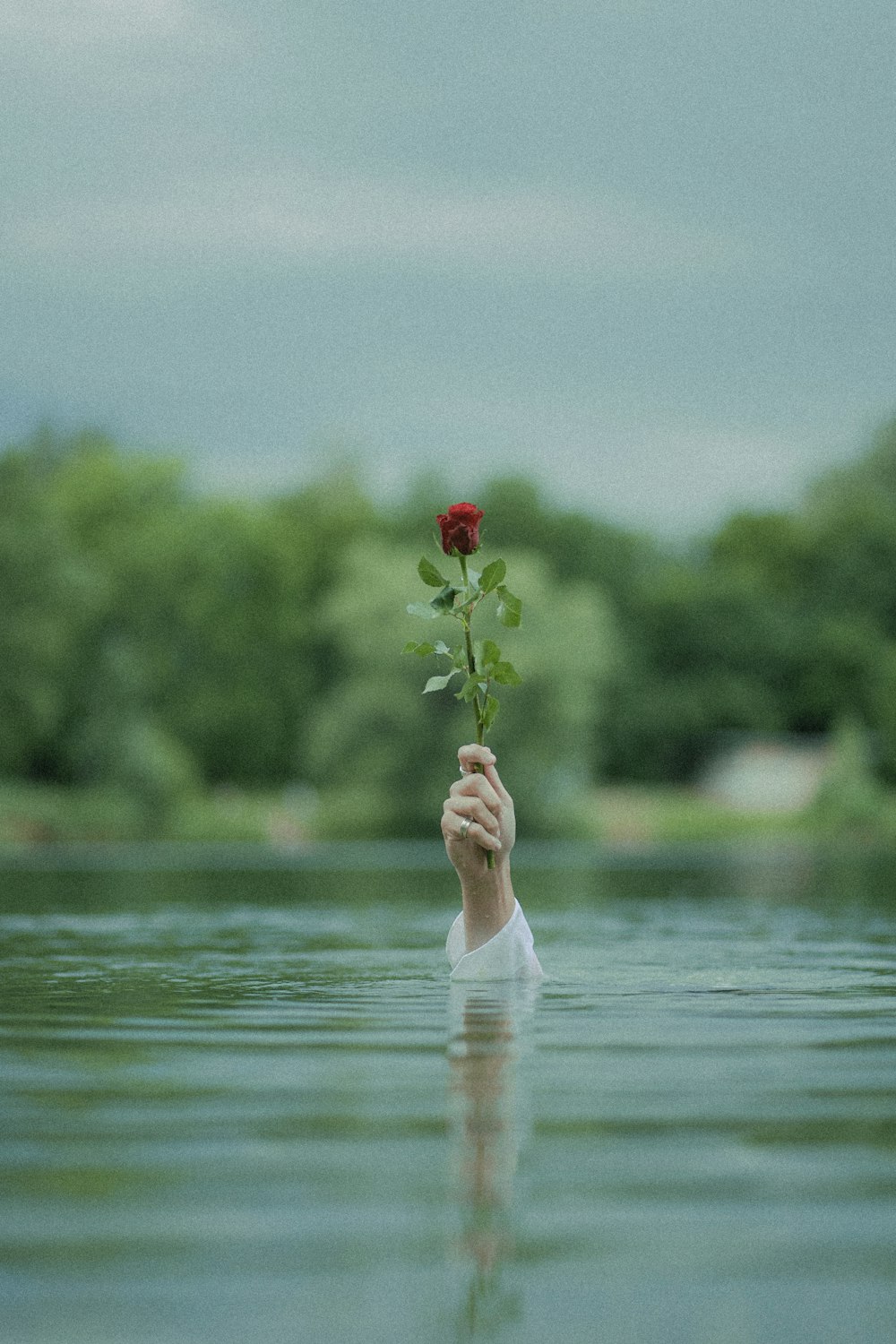 woman in white dress holding red rose on water during daytime