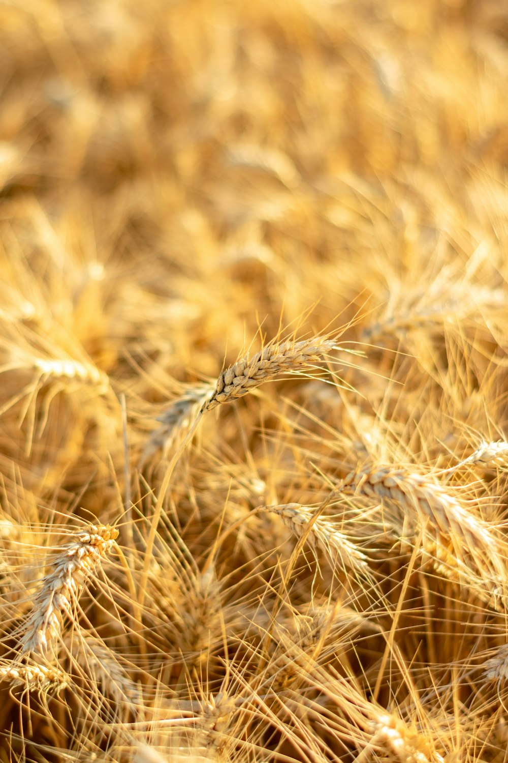 brown wheat in close up photography