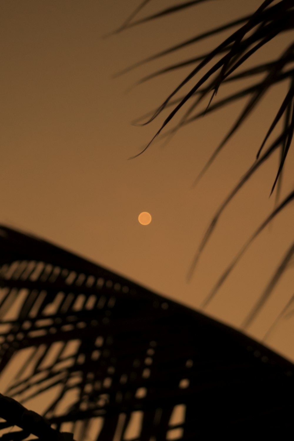 silhouette of plant during sunset