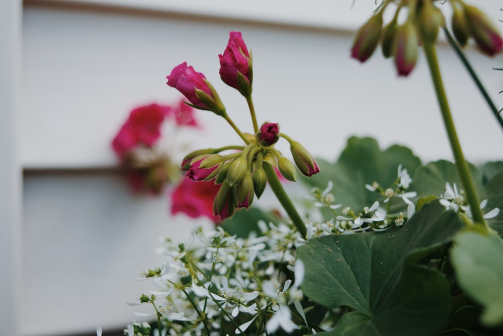 red flower with green leaves