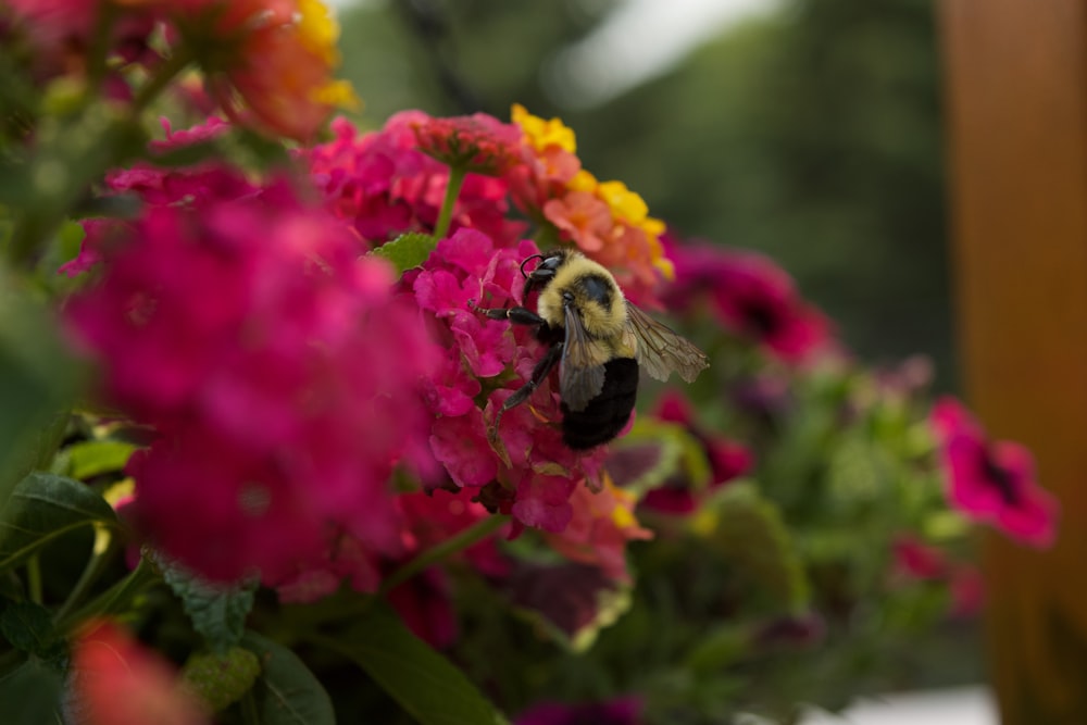 black and yellow bee on pink flower