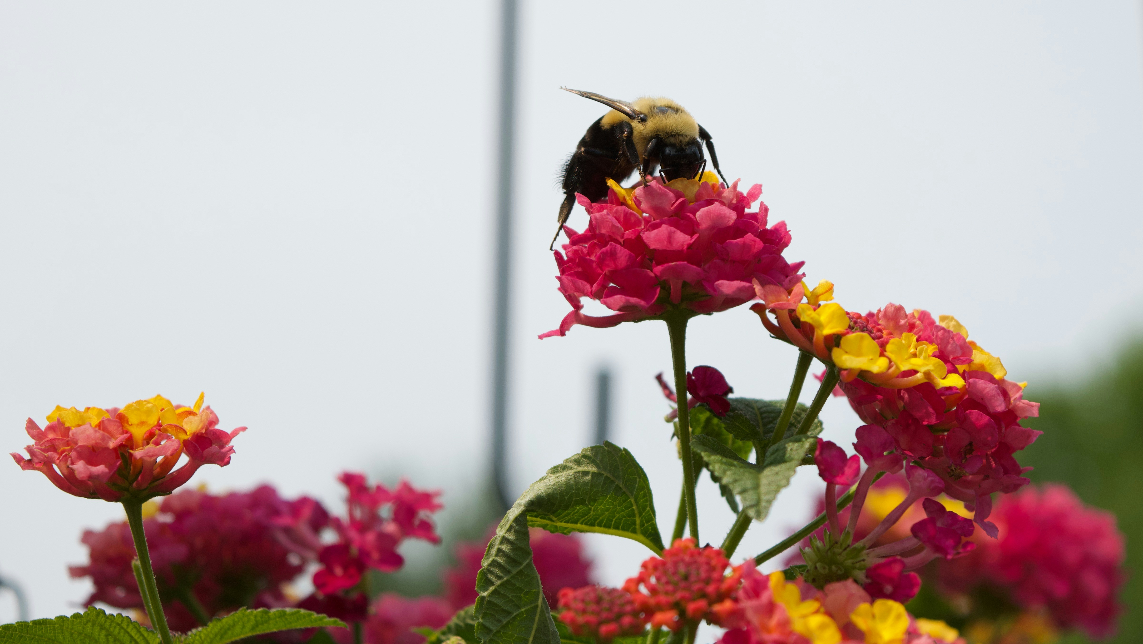 Bumble Bee Free Library