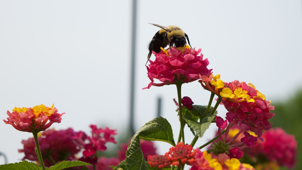 black and yellow bee on pink flower