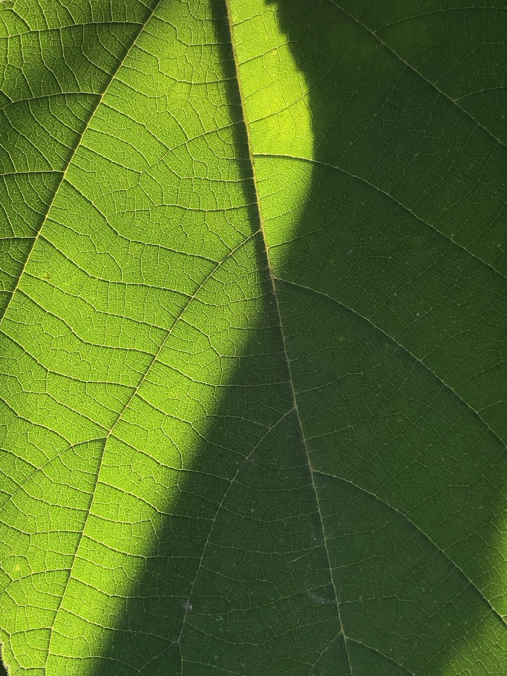 green leaf in close up photography