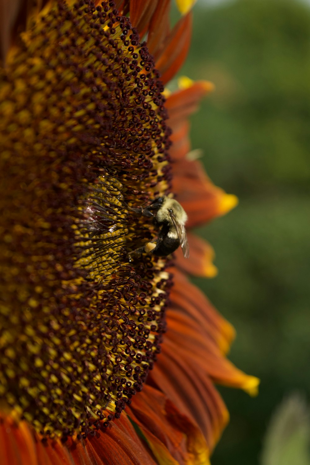 black and yellow bee on sunflower