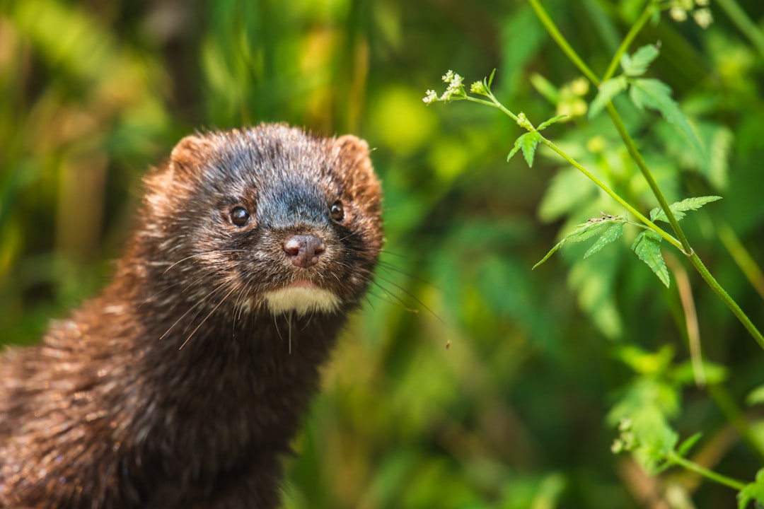 black and brown squirrel on green grass during daytime