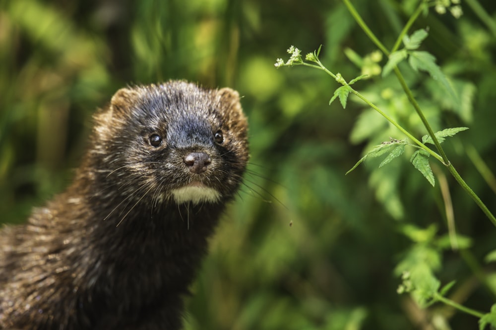 black and brown squirrel on green grass during daytime