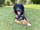 A selection of dog toys scattered on a grassy park lawn.