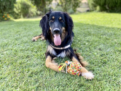 A selection of dog toys scattered on a grassy park lawn.