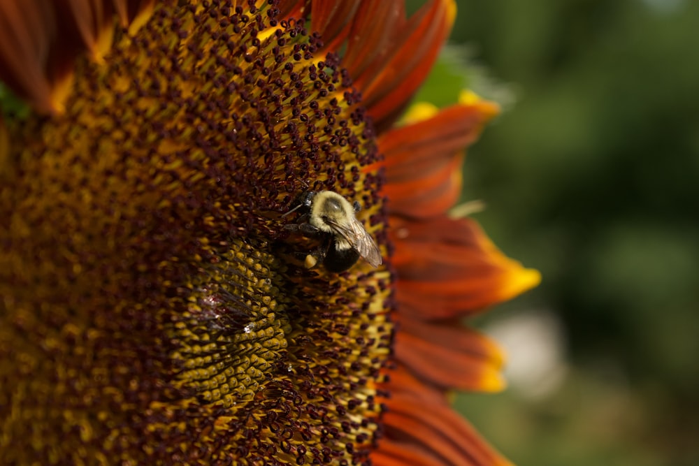 black and yellow bee on sunflower