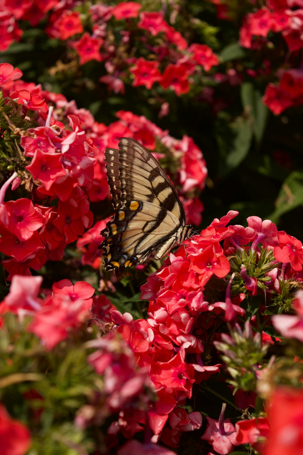 borboleta de cauda de andorinha do tigre empoleirada na flor rosa