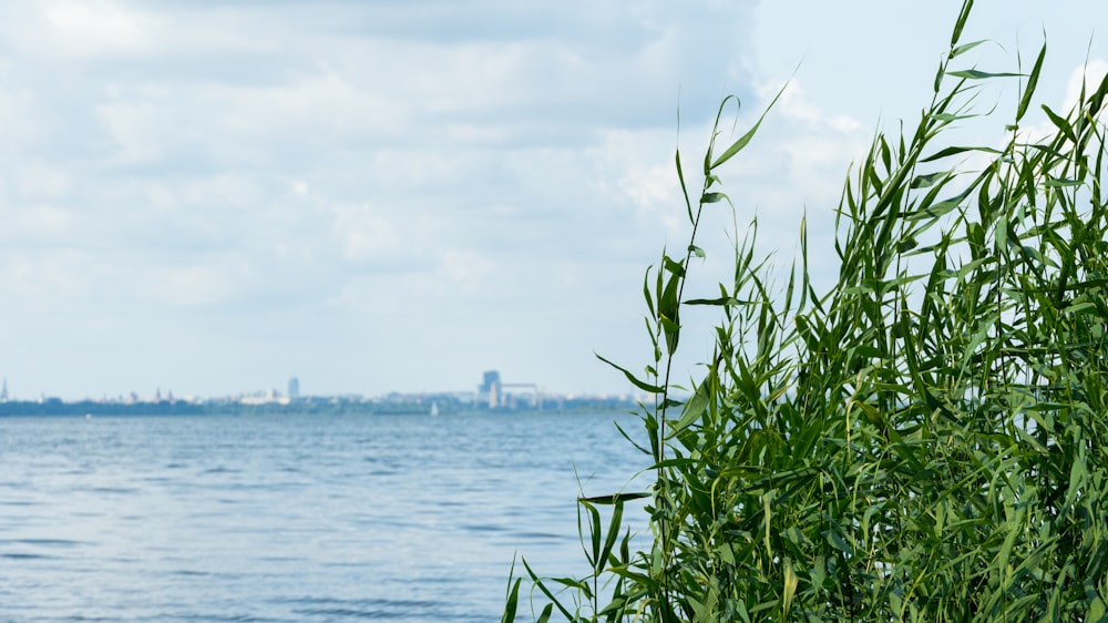 plante verte près d’un plan d’eau pendant la journée