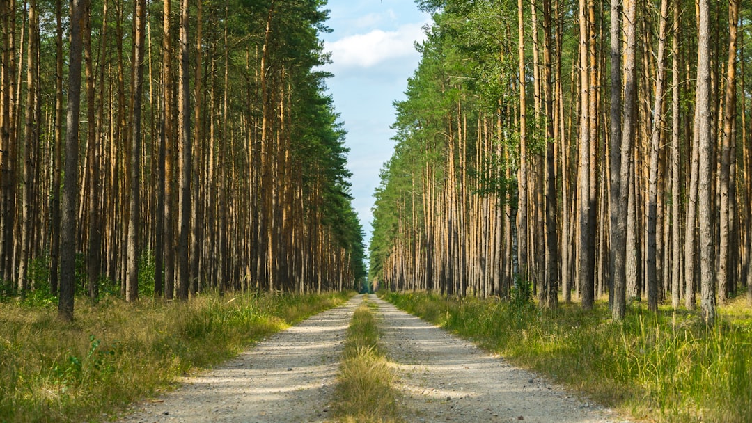 gray road in between green trees during daytime