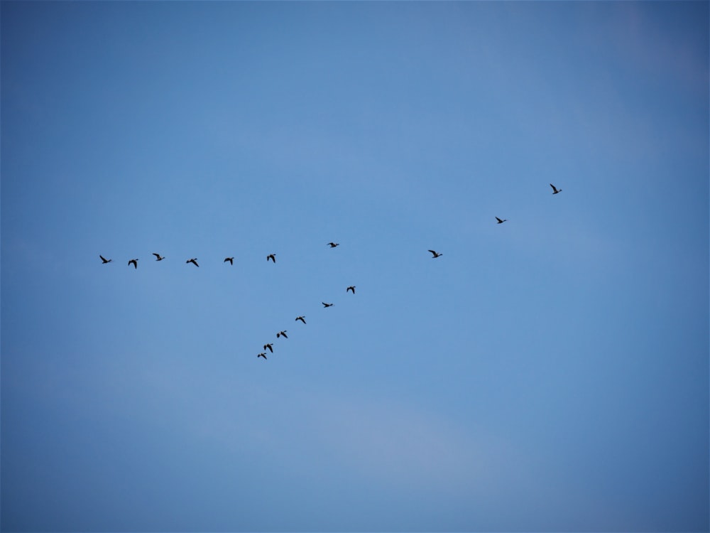 birds flying under blue sky during daytime