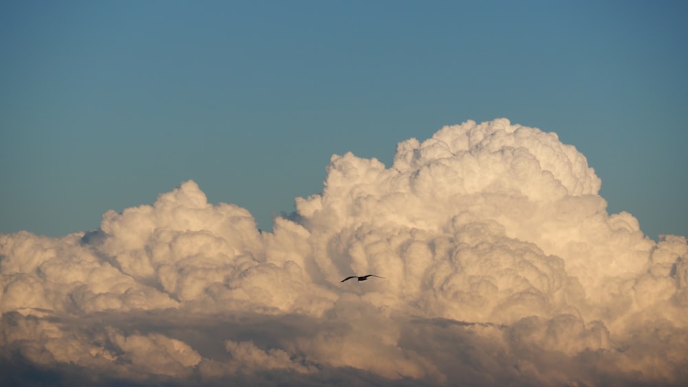 bird flying over white clouds during daytime