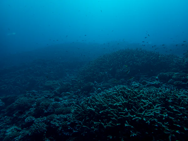 Ari Atoll & North Male Atoll, Maldives photo 1