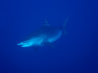 white shark in blue water