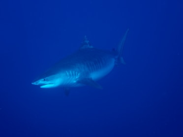 white shark in blue water