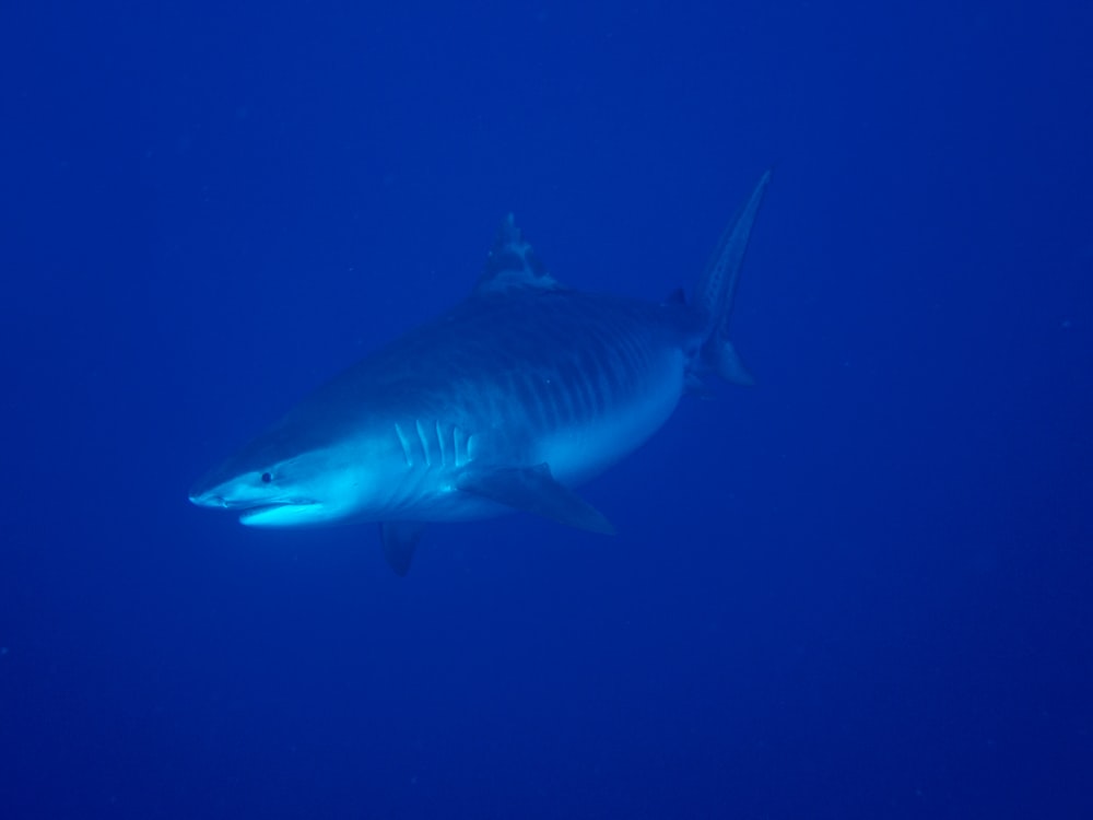 white shark in blue water