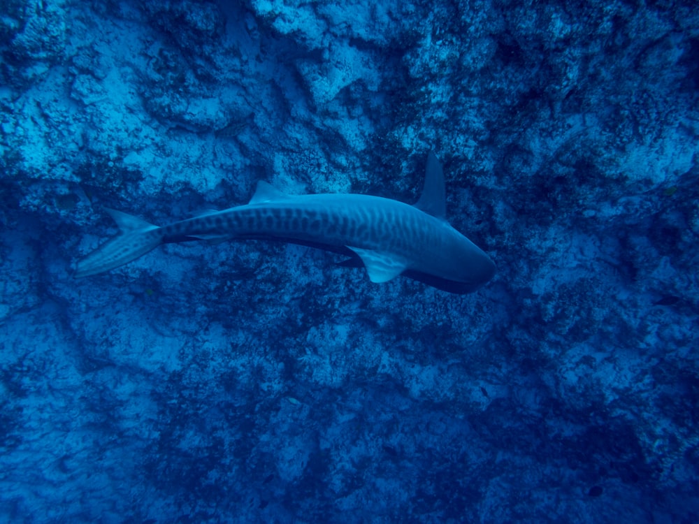 gray and black fish in body of water