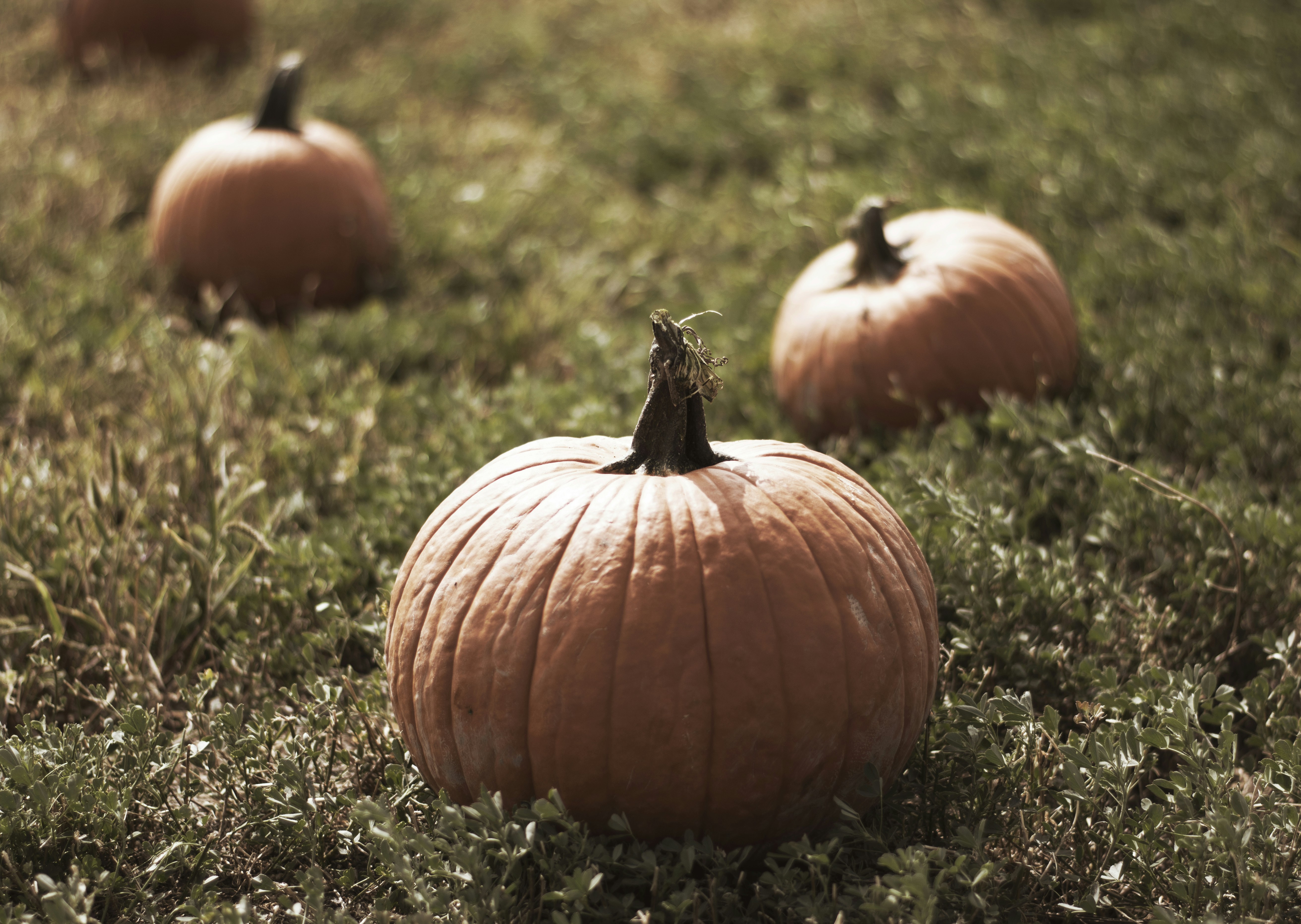 Photo by tayannphoto