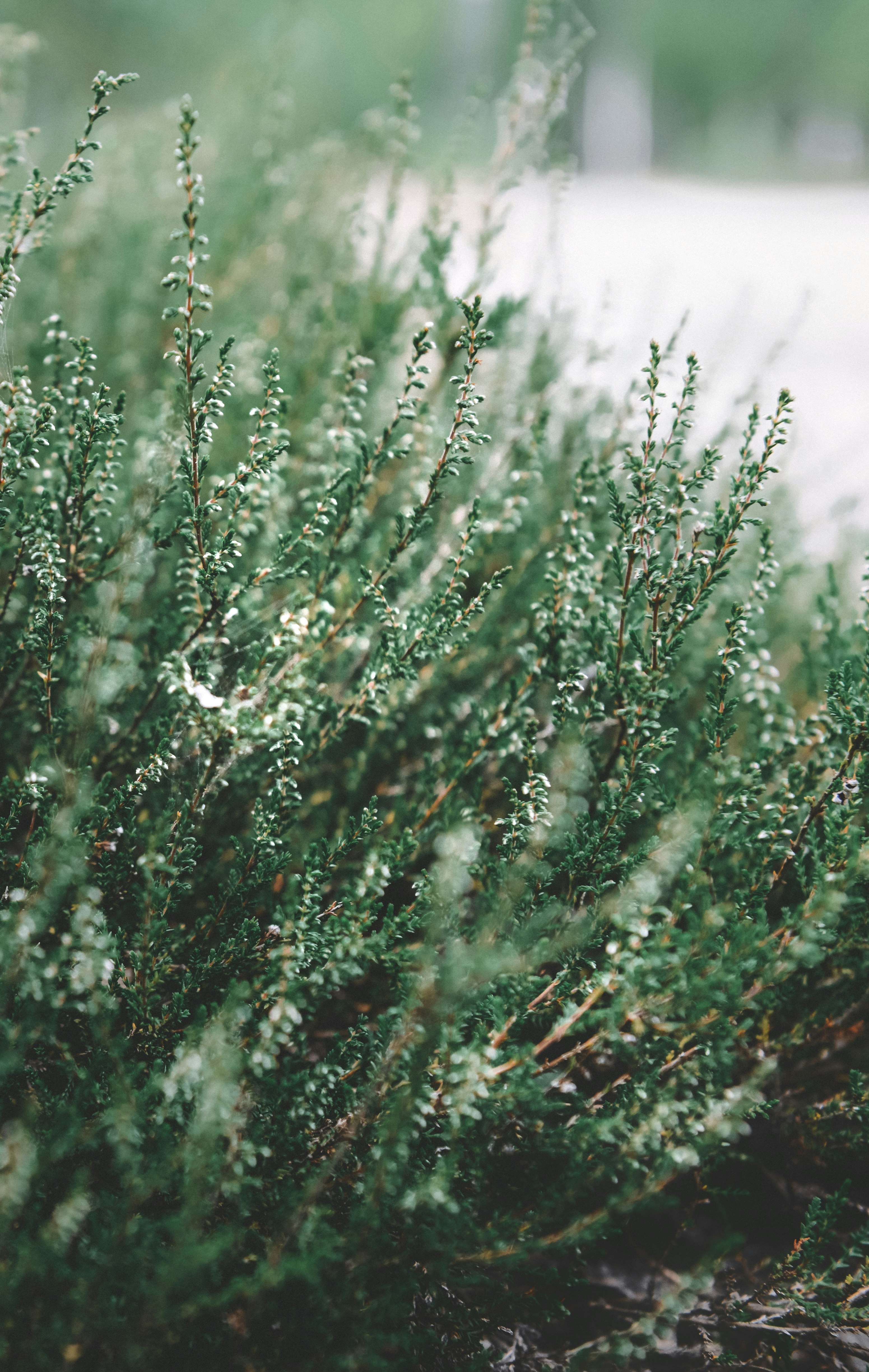 green pine tree covered with snow