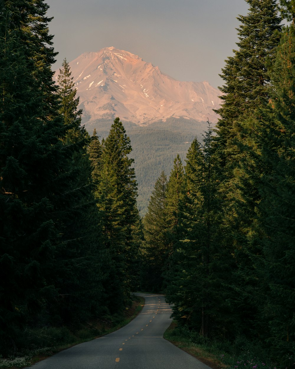 green pine trees near mountain during daytime