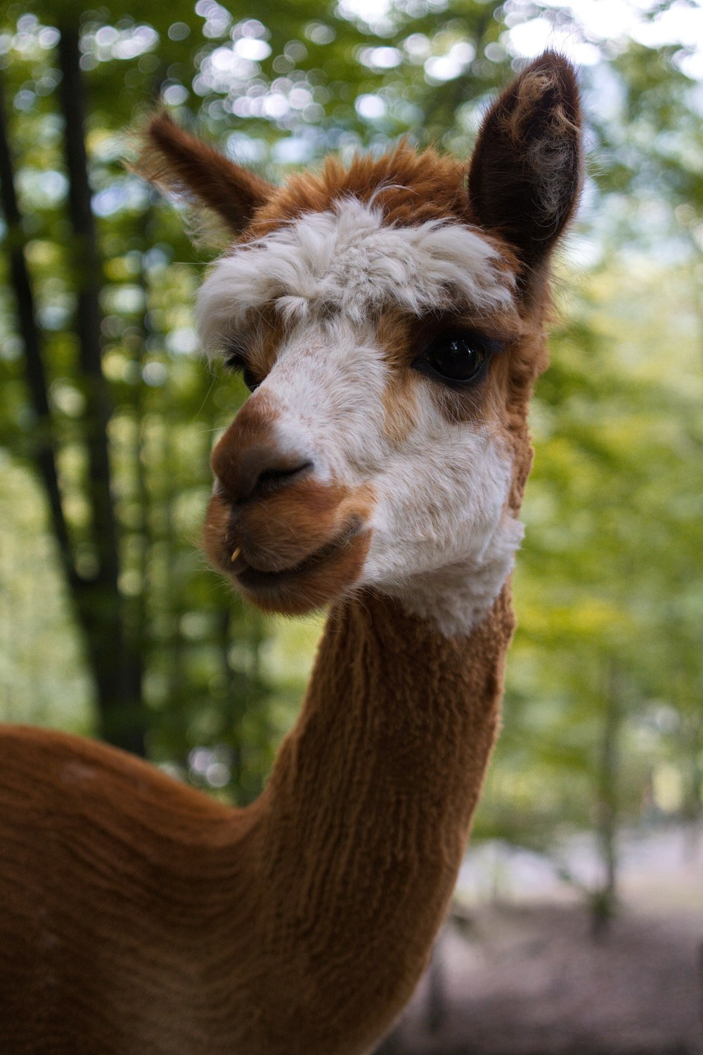 brown llama in tilt shift lens