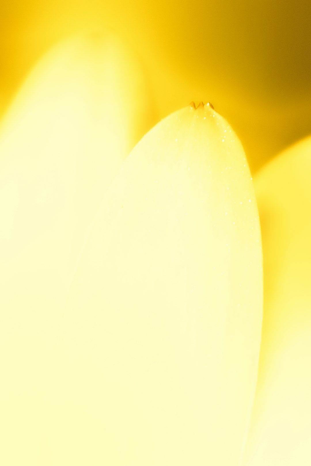 yellow flower petals in macro photography