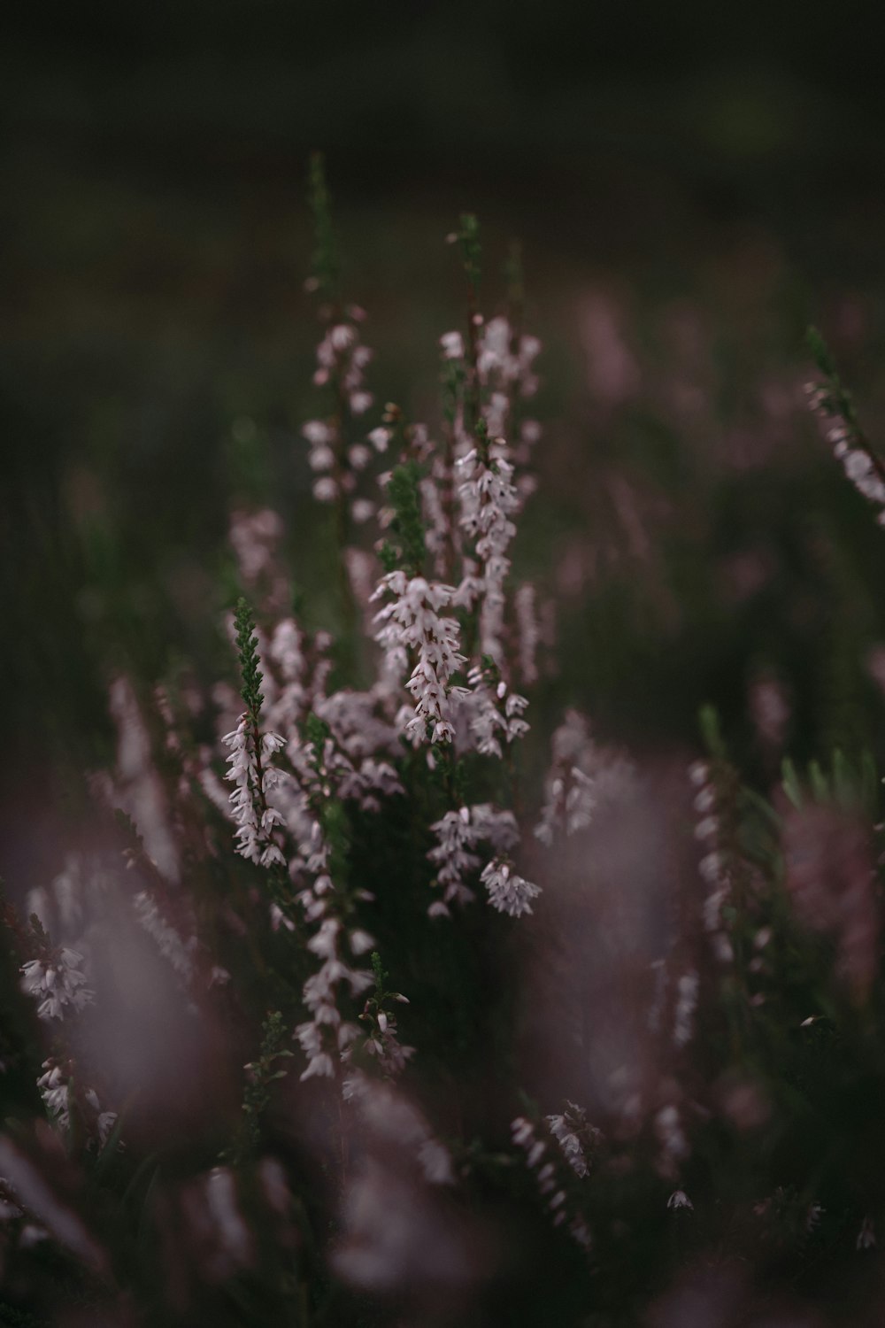 white flowers in tilt shift lens