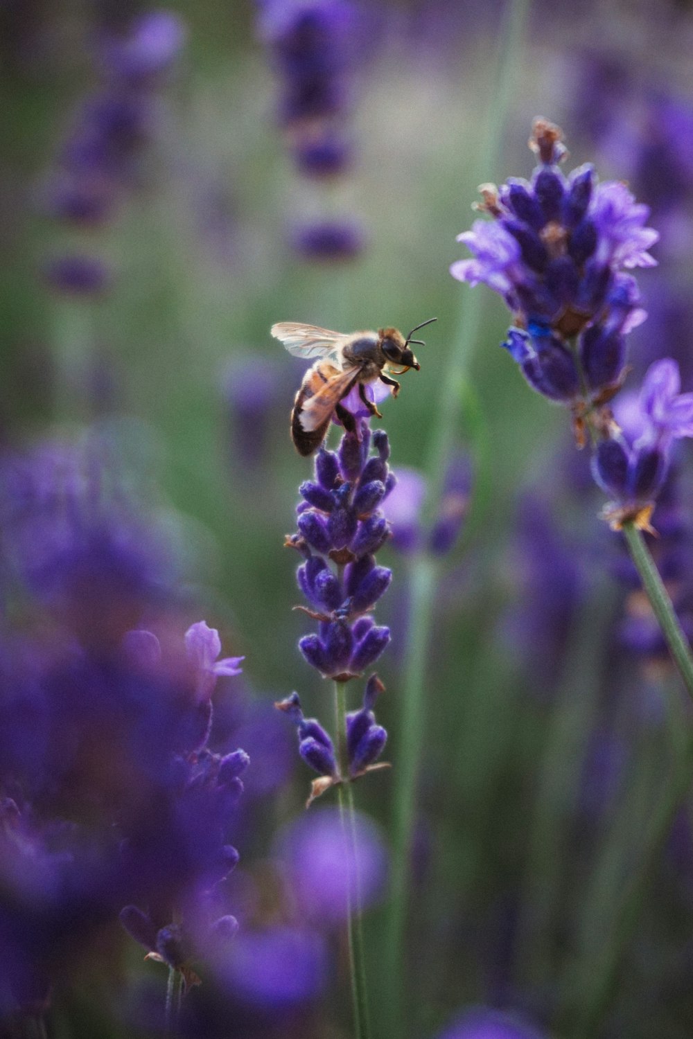 purple flower with bee in tilt shift lens