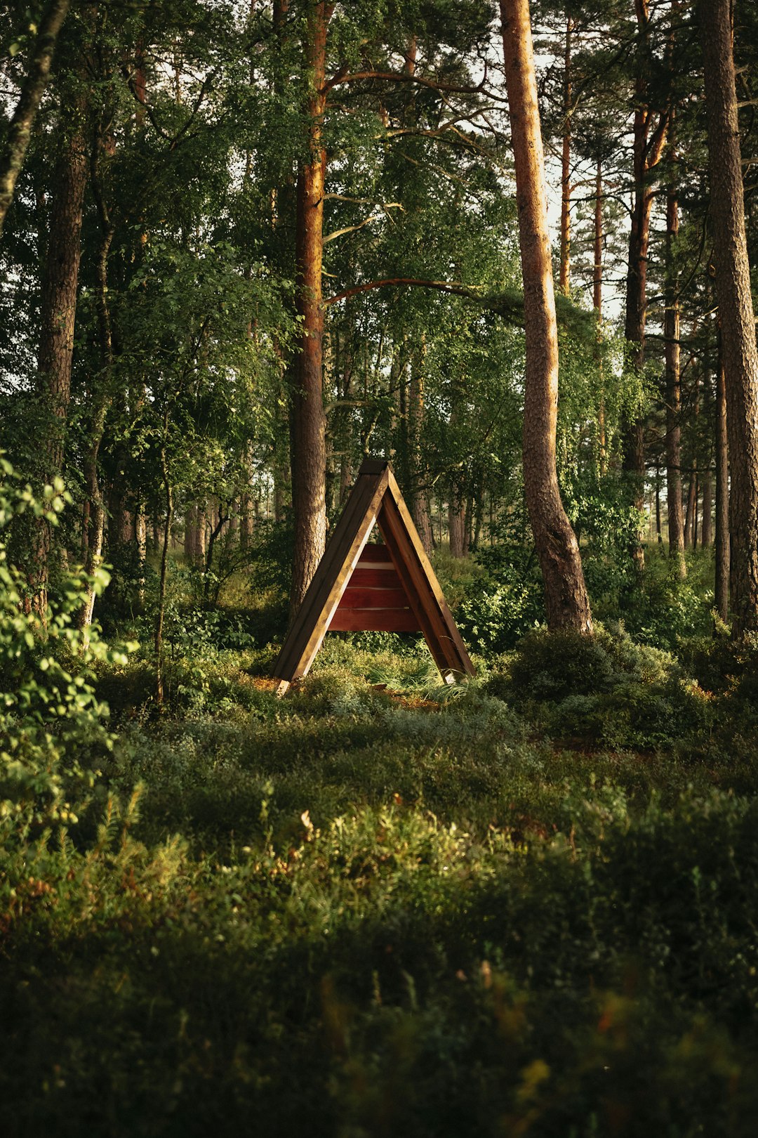 brown wooden house in the middle of forest during daytime