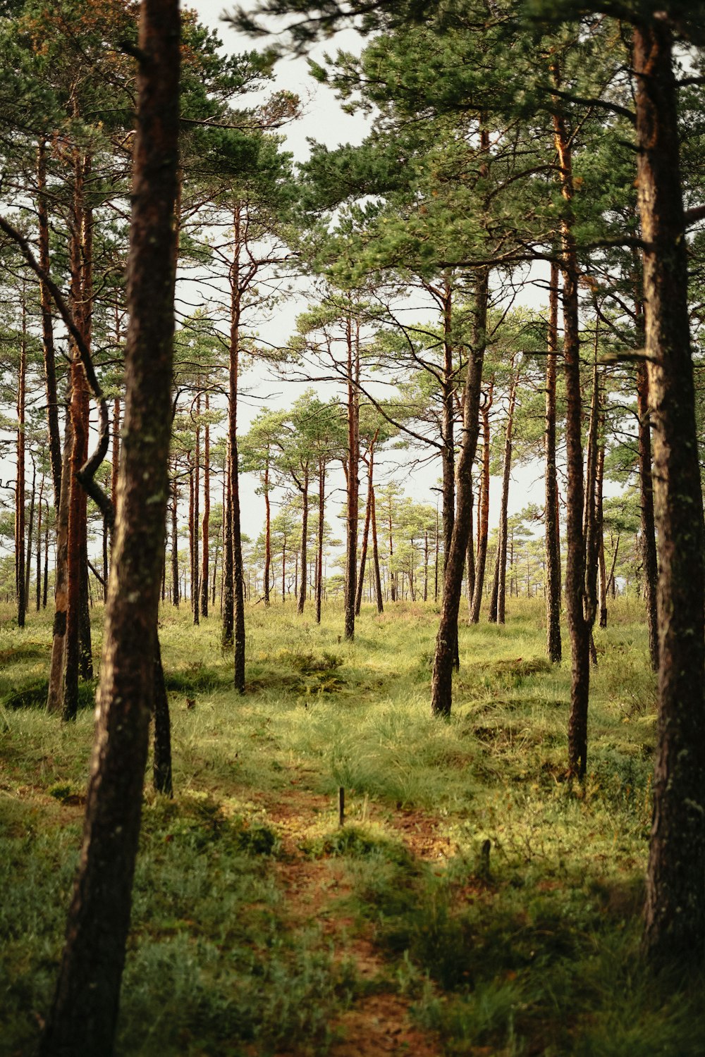 green grass and trees during daytime