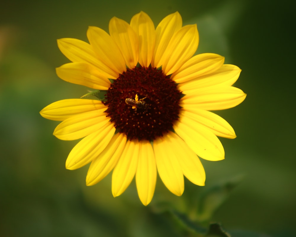 yellow daisy in bloom during daytime