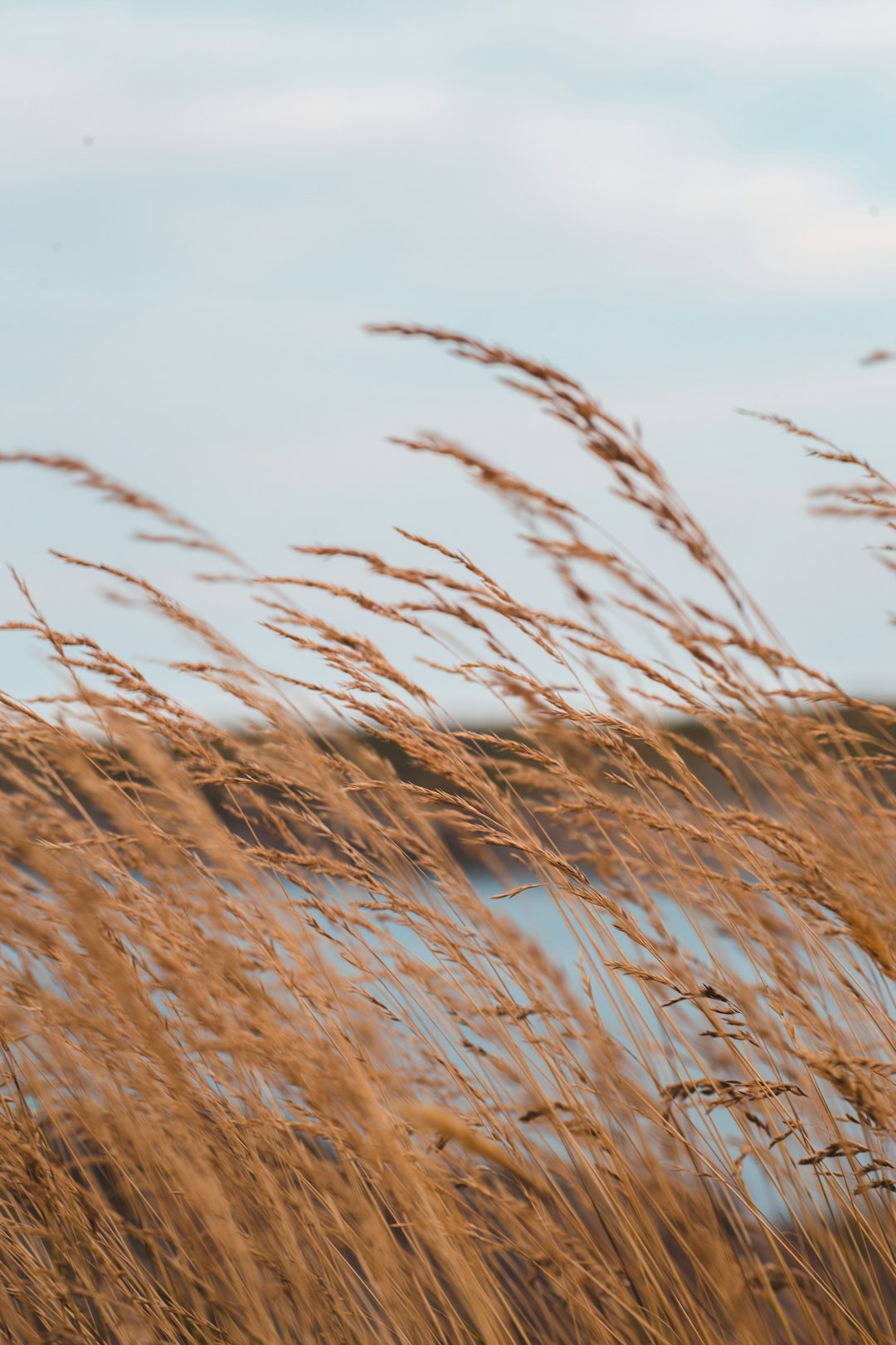 brown grass under white clouds during daytime