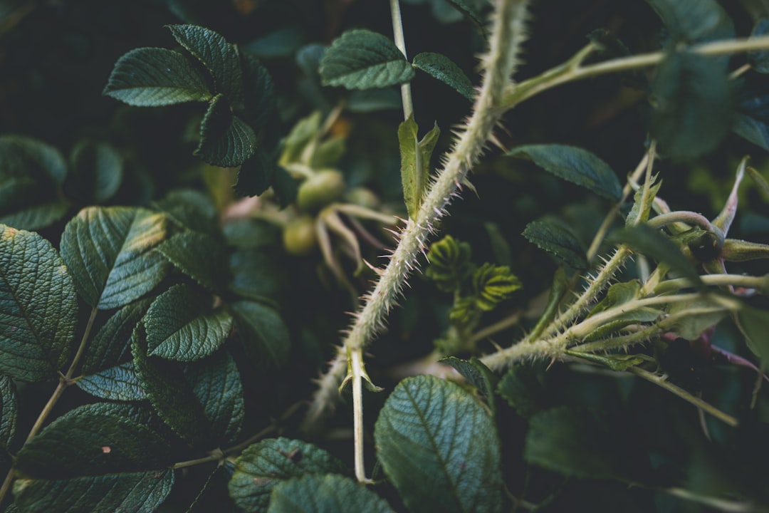 green leaves in macro lens