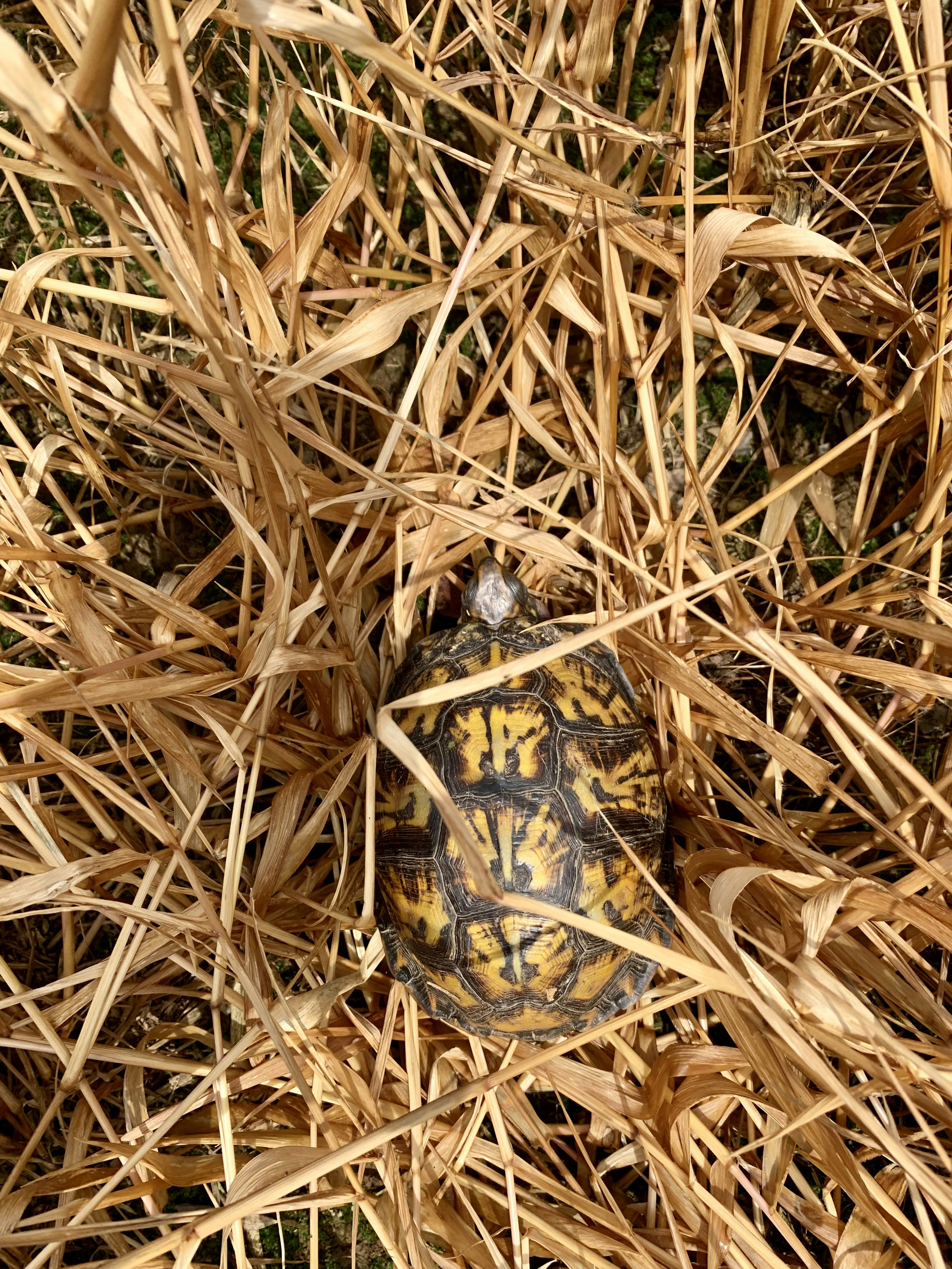 brown and black turtle on brown dried grass