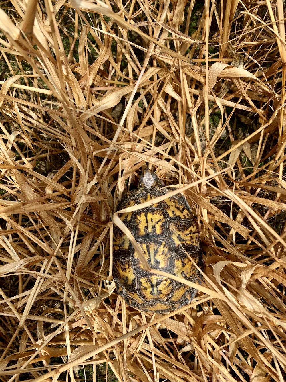 brown and black turtle on brown dried grass