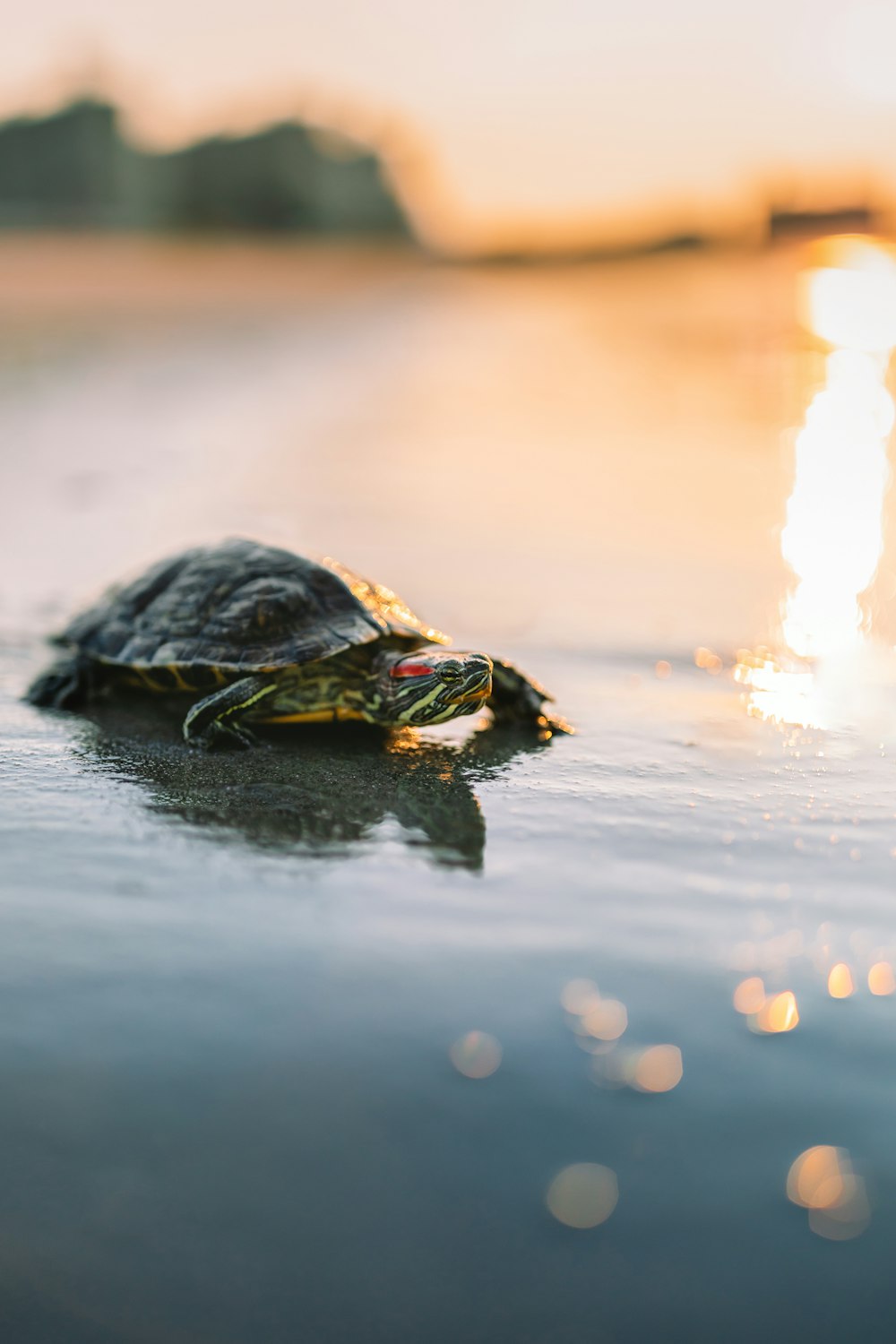 black turtle on water during daytime