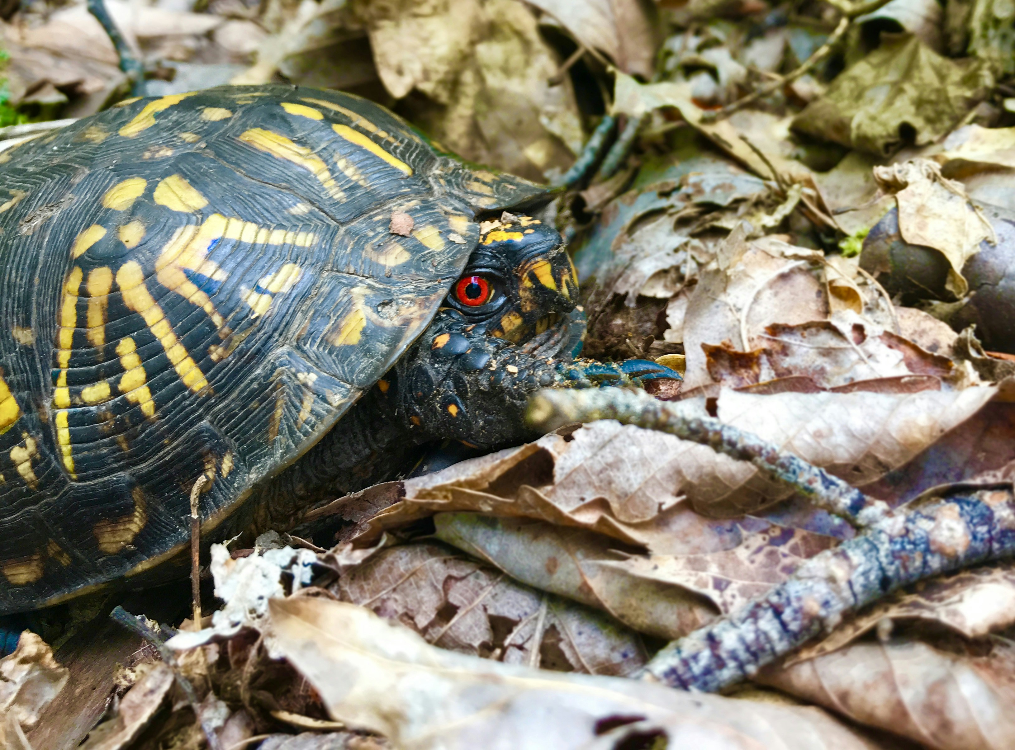 brown and black turtle on dried leaves