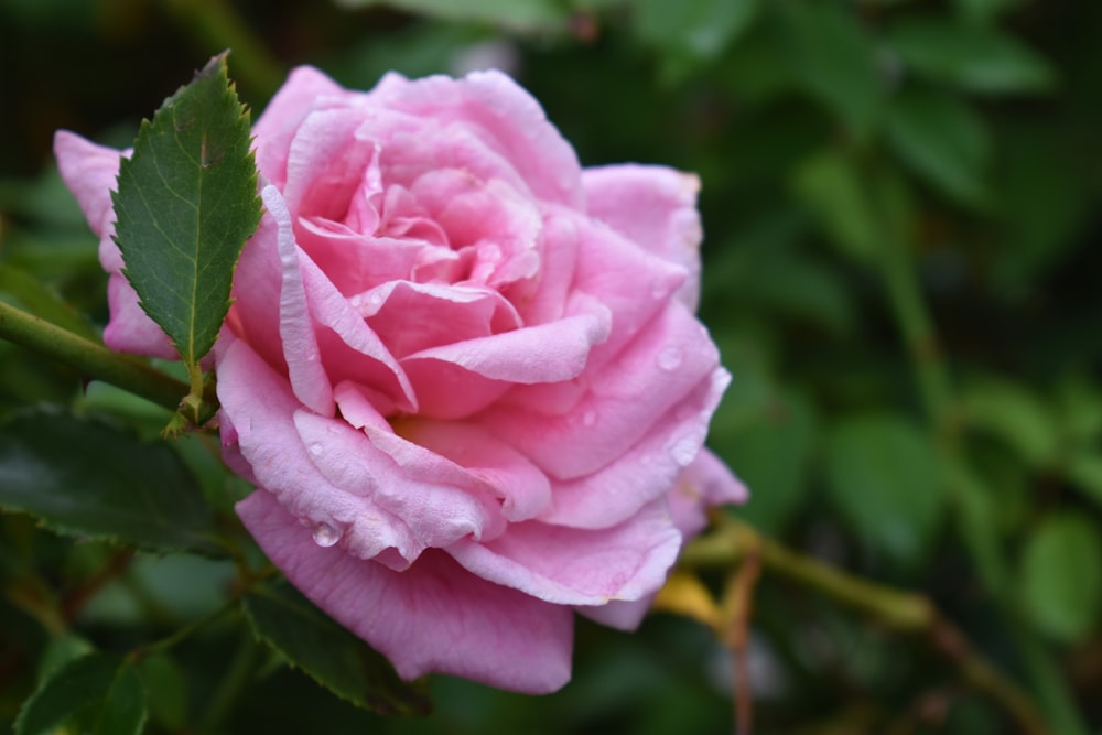 pink rose in bloom during daytime