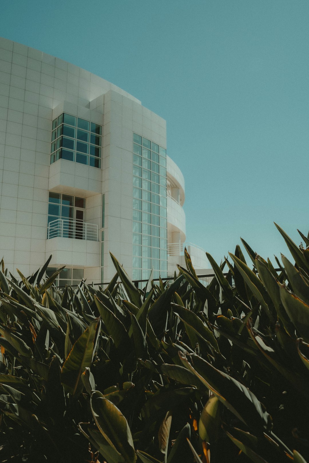 green leaves near white concrete building during daytime